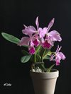 Cattleya jenmanii 